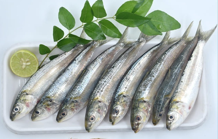 Kavala Fish (Oil Sardine)