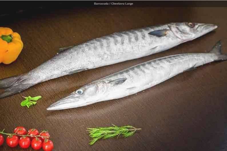 Big Size Thadiyan Seela Fish (Barracuda)