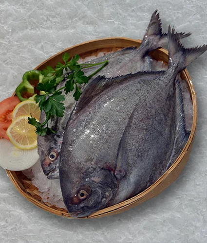 Big Black Pomfret Fish (1-2 Pcs / KG)