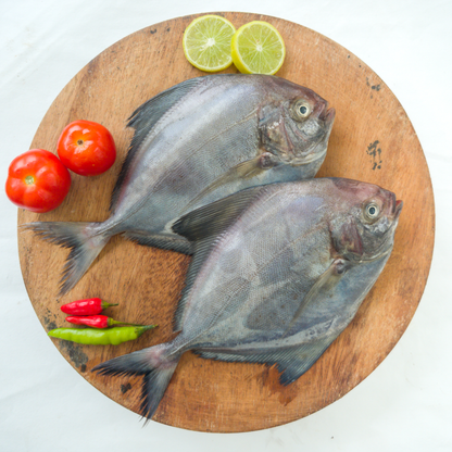 Medium Black Pomfret Fish (2 to 4 Pcs / KG)