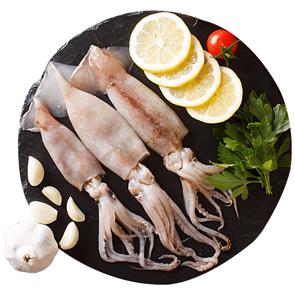 Medium Squid Fish (Kanava)